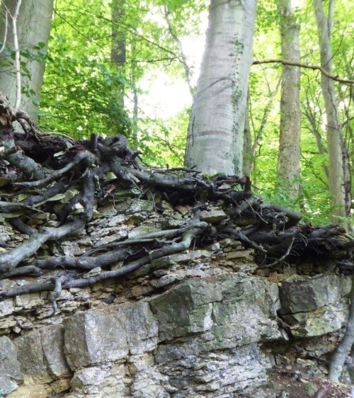 Outcrop at Hainich CZE